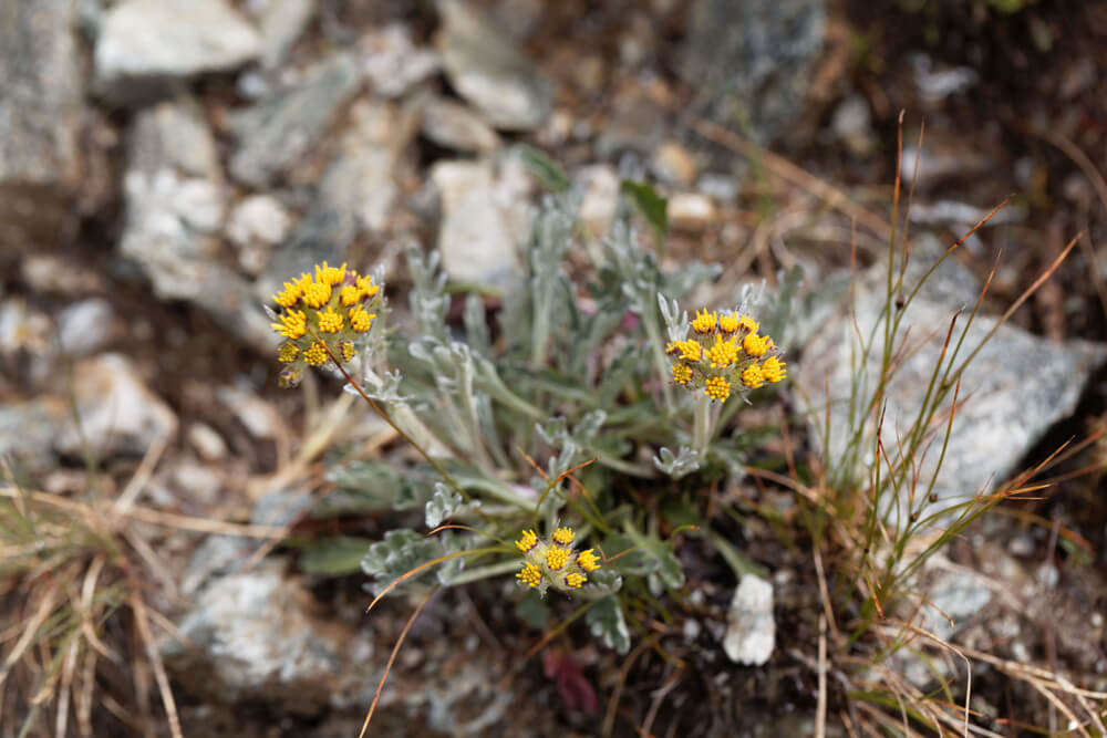 le genepi plante de haute savoie