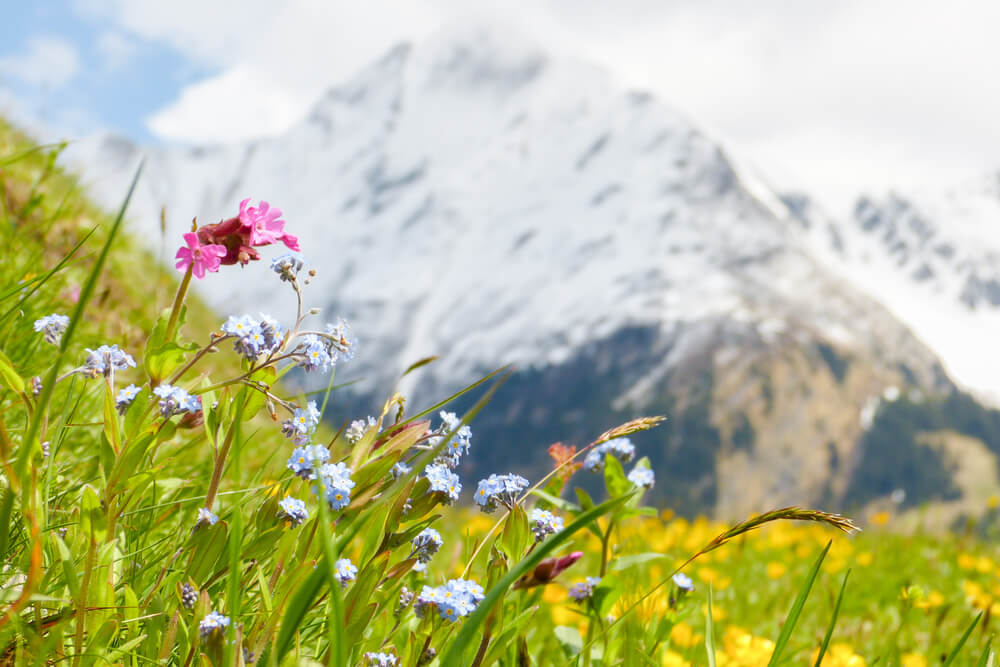 flore de haute savoie