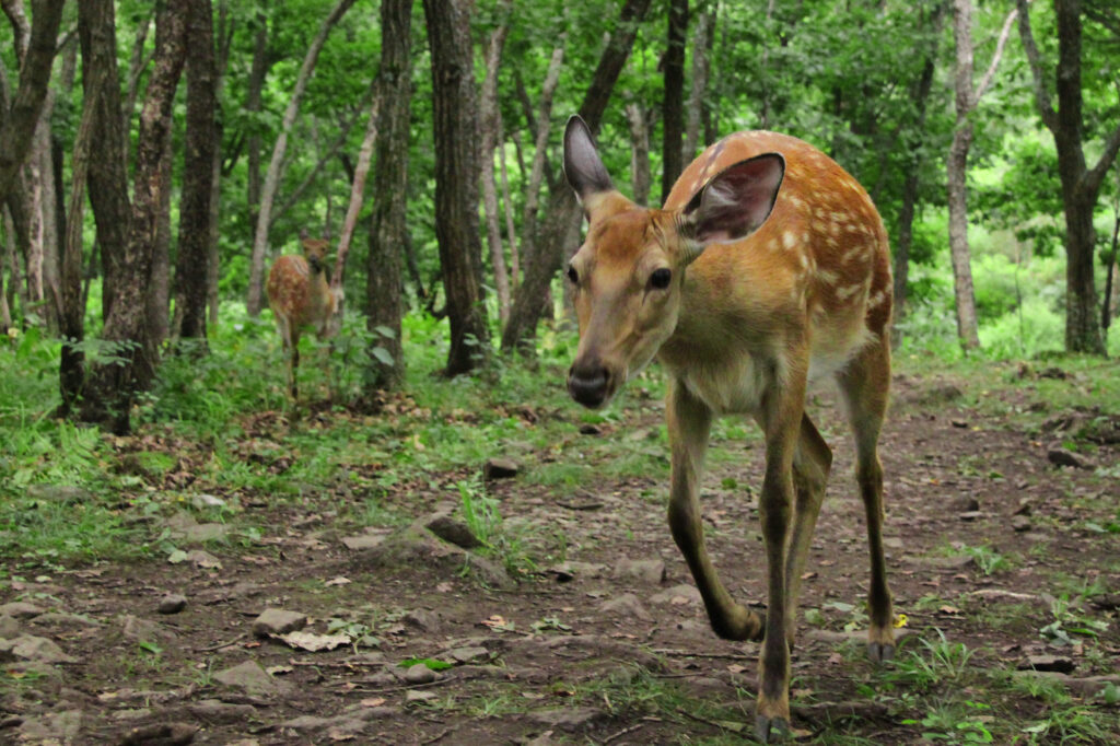 biche du Parc de la Grande Jeanne